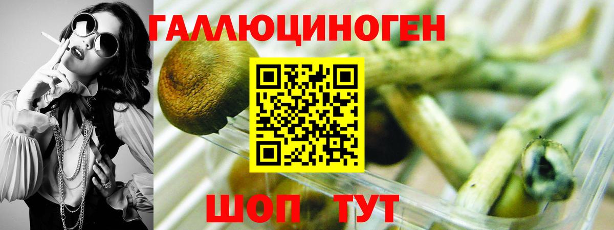 Псилоцибиновые грибы Psilocybine cubensis Дмитров